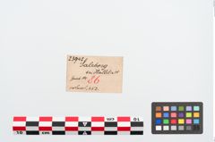 Etiketten zu Bronzespiralkopfnadel (NHMW-PRAE-023942)